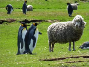 Το φυσικό ανάγλυφο των νησιών Φώκλαντ, όπως και αυτό της Αργεντινής και της Ουρουγουάης, ευνοεί την εντατική κτηνοτροφία υψηλής ποιότητας, δηλαδή τη βοσκή βοοειδών και προβάτων.