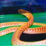 Φίδι κλέβει δηλητήριο από βάτραχο