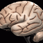 Μια πρωτεΐνη του εγκεφάλου προκαλεί την υψηλή πίεση του αίματος;