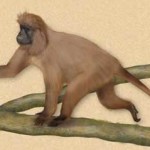 Πίθηκος που μόλις ανακαλύφθηκε στην Τανζανία απειλείται με εξαφάνιση