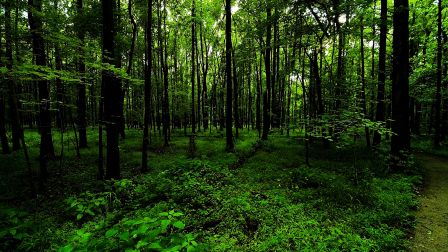 deep_forest_path_fern_green_plants_nature_hd-wallpaper-456474