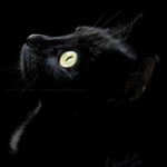black_cat_ii_by_witchi1976