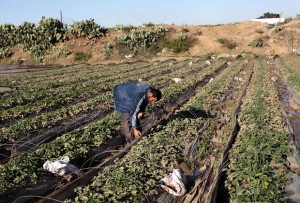 A Palestinian farmer collects damaged strawberries at his field in Beit Lahia, in the northern Gaza Strip, December 16, 2013. Gaza's agricultural sector suffered devastating losses during four days of severe weather conditions in the coastal territory, Gaza officials said Monday. Photo by Ashraf Amra