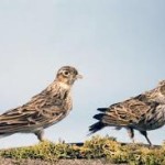 Για όσους βρίσκονται ακόμα στο πετάρισμα…